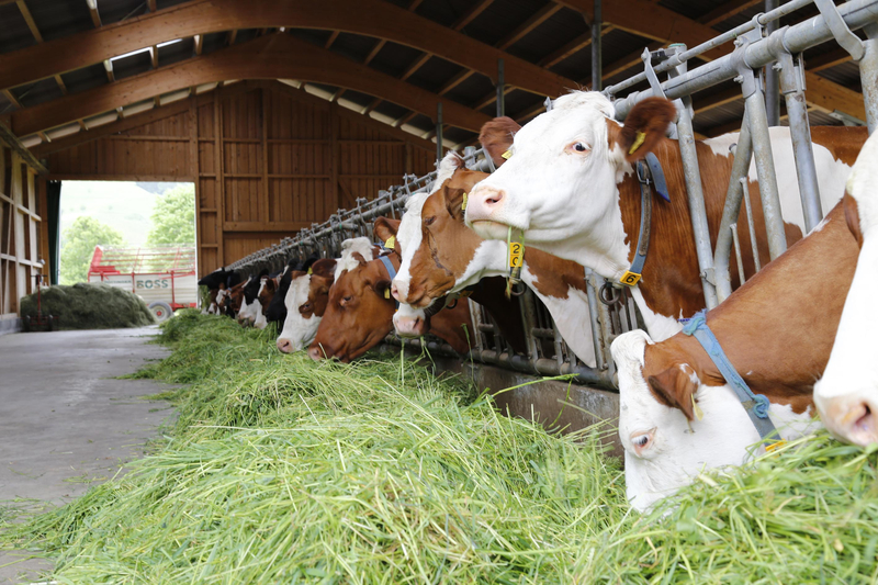 Streuströme in landwirtschaftlichen Tierhaltungsbetrieben - Hybridkurs (Vor Ort und Online)