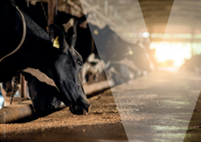 Streustrme in landwirtschaftlichen Tierhaltungsbetrieben - Hybridkurs (Vor Ort und Online)